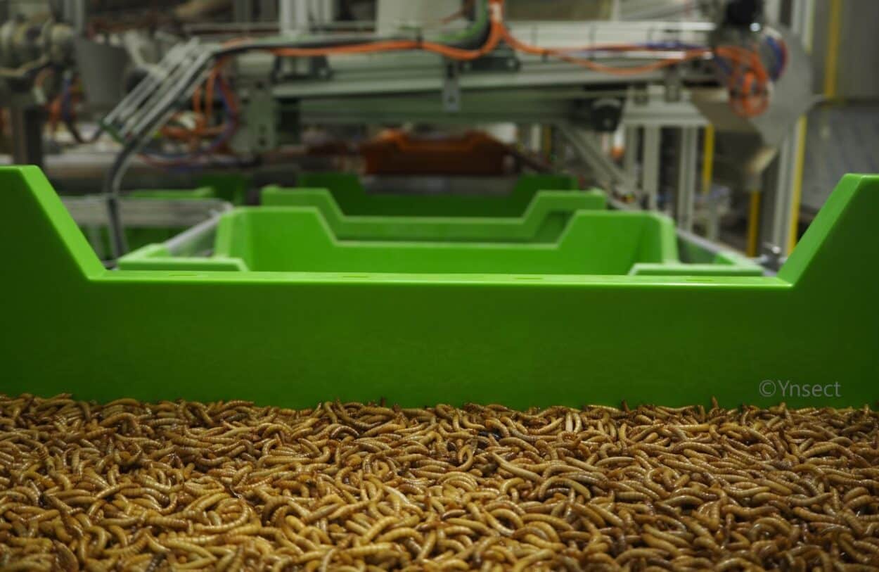 Farming Insects Gains Ground as Demand for Protein Escalates